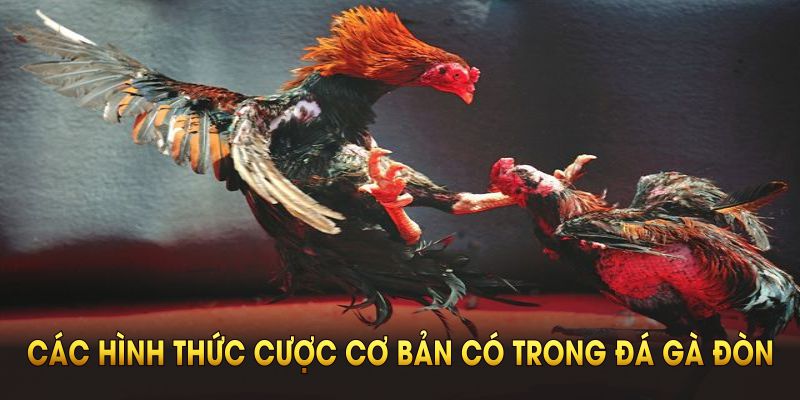 Các hình thức cược cơ bản có trong đá gà đòn QH88 bạn cần nắm