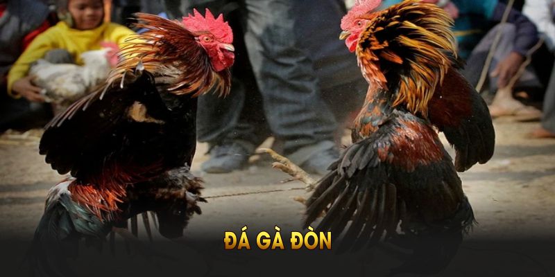 đá gà đòn QH88