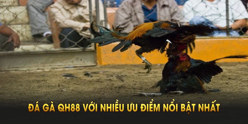 Sảnh đá gà QH88 với nhiều ưu điểm nổi bật nhất